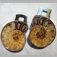 Ein Ammonit für ein Paar in 925/- Silber